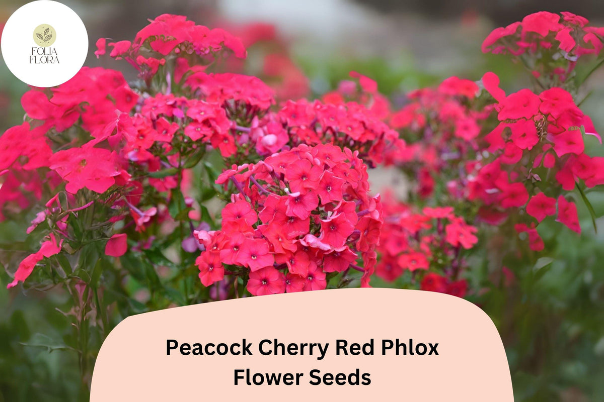 Cherry Red Phlox Seeds – Peacock Variety, Perennial, Vibrant Red Blooms, Phlox paniculata, 100+ Seeds