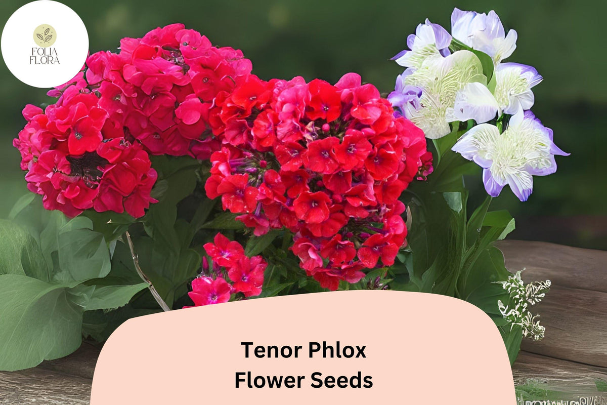 100+ Tenor Phlox Seeds – Bright Red Summer Perennial Flowers, Phlox paniculata for Borders, Beds & Cut Flowers