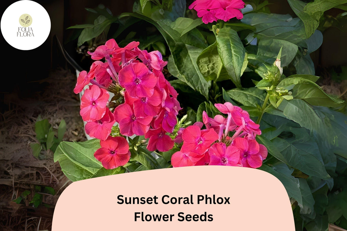 Sunset Coral Phlox Seeds – Vibrant Coral-Pink Flower Clusters, Perennial Garden Flowers, Phlox paniculata, 100+ Seeds