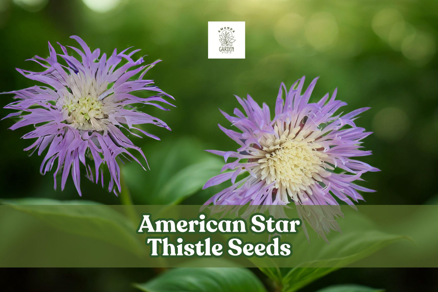 American Star Thistle Seeds – Centaurea americana – Wildflower, Purple Fragrant Blooms, Pollinator Friendly, Basket Flower Seeds