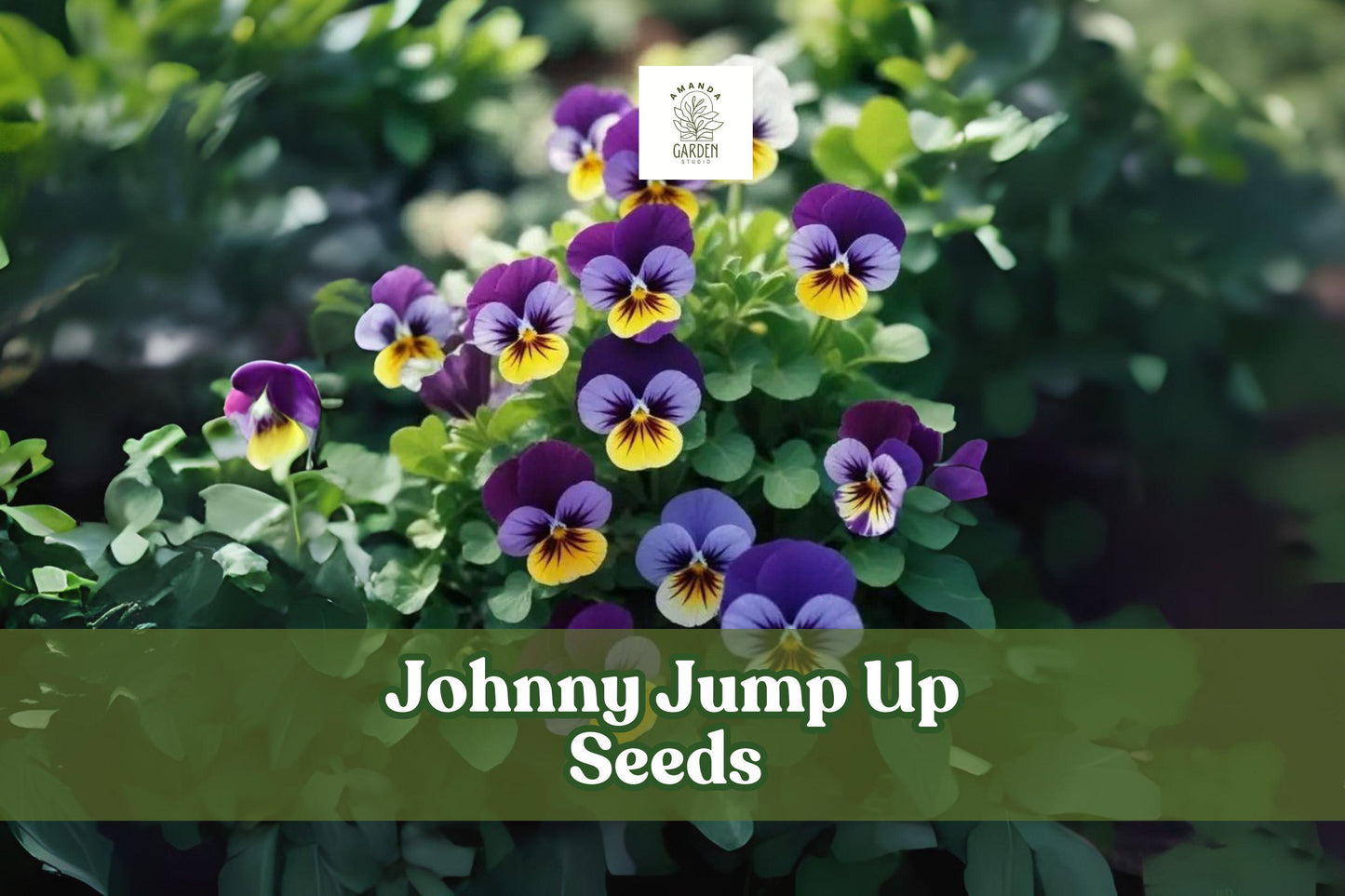 Johnny Jump Up Seeds – Viola tricolor Pansy Flowers, Multicolor Blooms, Perennial Garden Seeds for Borders & Containers