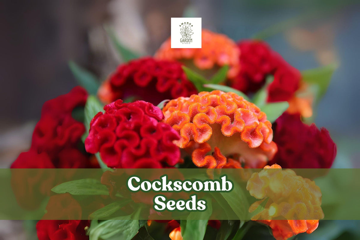 100 Cockscomb Seeds – Celosia cristata, Vibrant Garden Flowers, Crested Bloom, Annual, Mix of Bright Colors, Made in USA