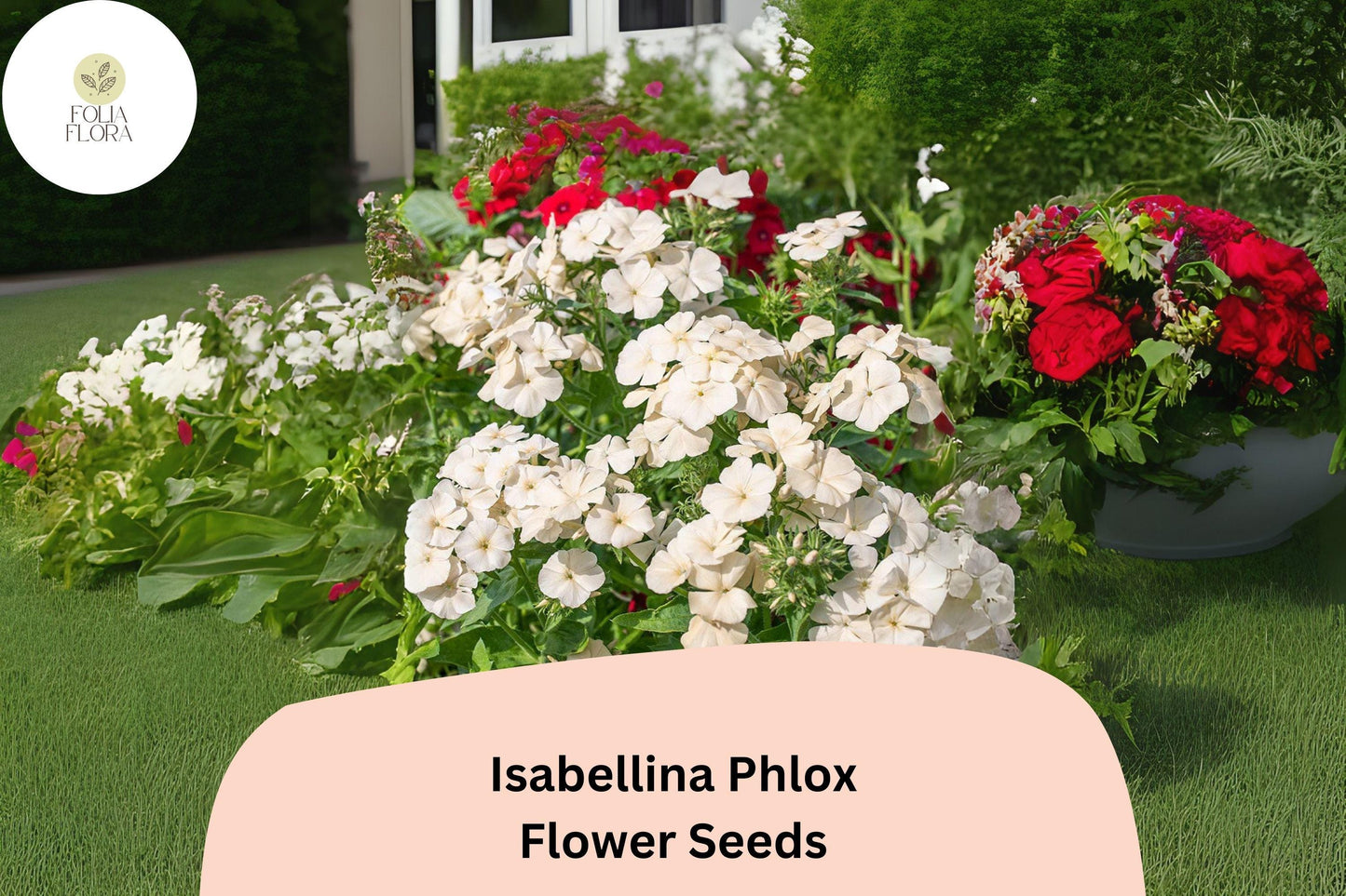 100+ Isabellina Phlox Seeds – Creamy Yellow Annual Flowers for Garden, Borders, Containers – Phlox drummondii