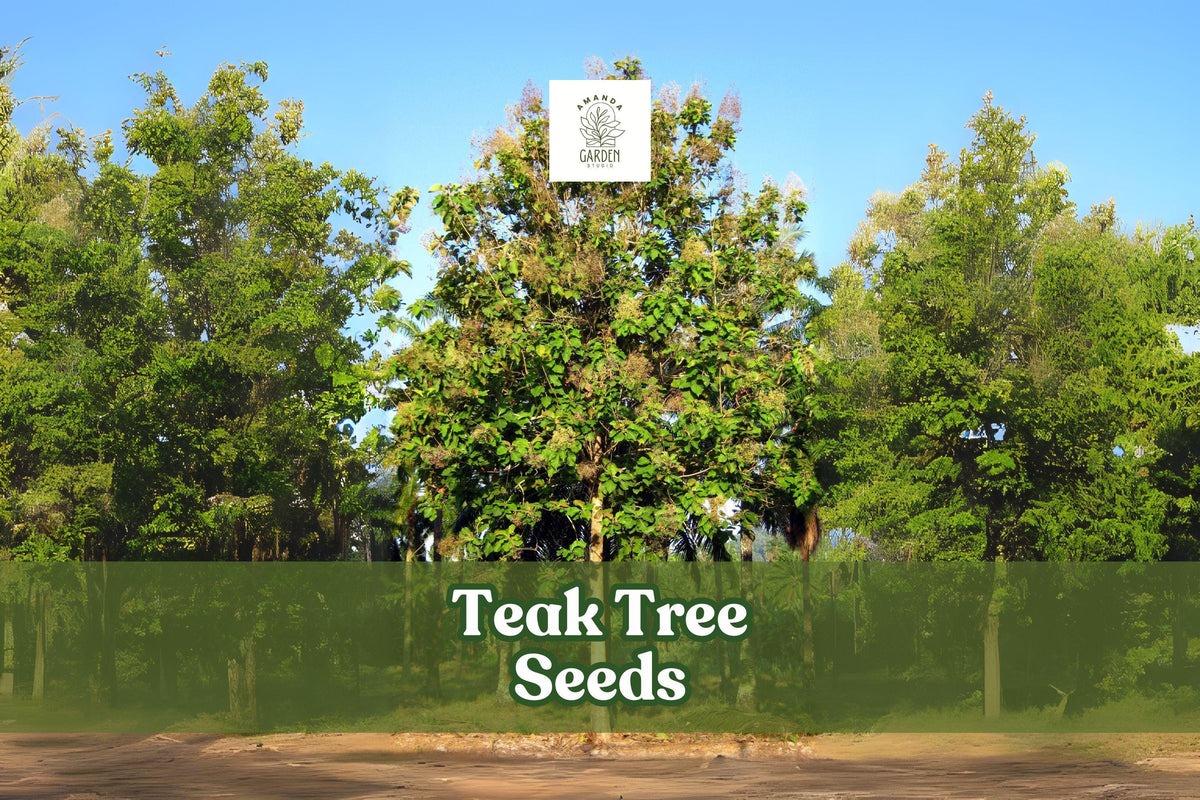 Teak Tree Seeds Set of 5 | Exotic Hardwood Tectona grandis for Garden or Farm Cultivation