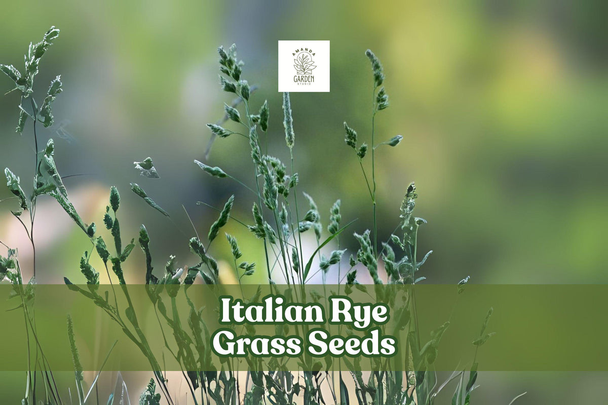 500 Italian Rye Grass Seeds – Lolium multiflorum – Fast-Growing Cover Crop & Lawn Grass for Erosion Control