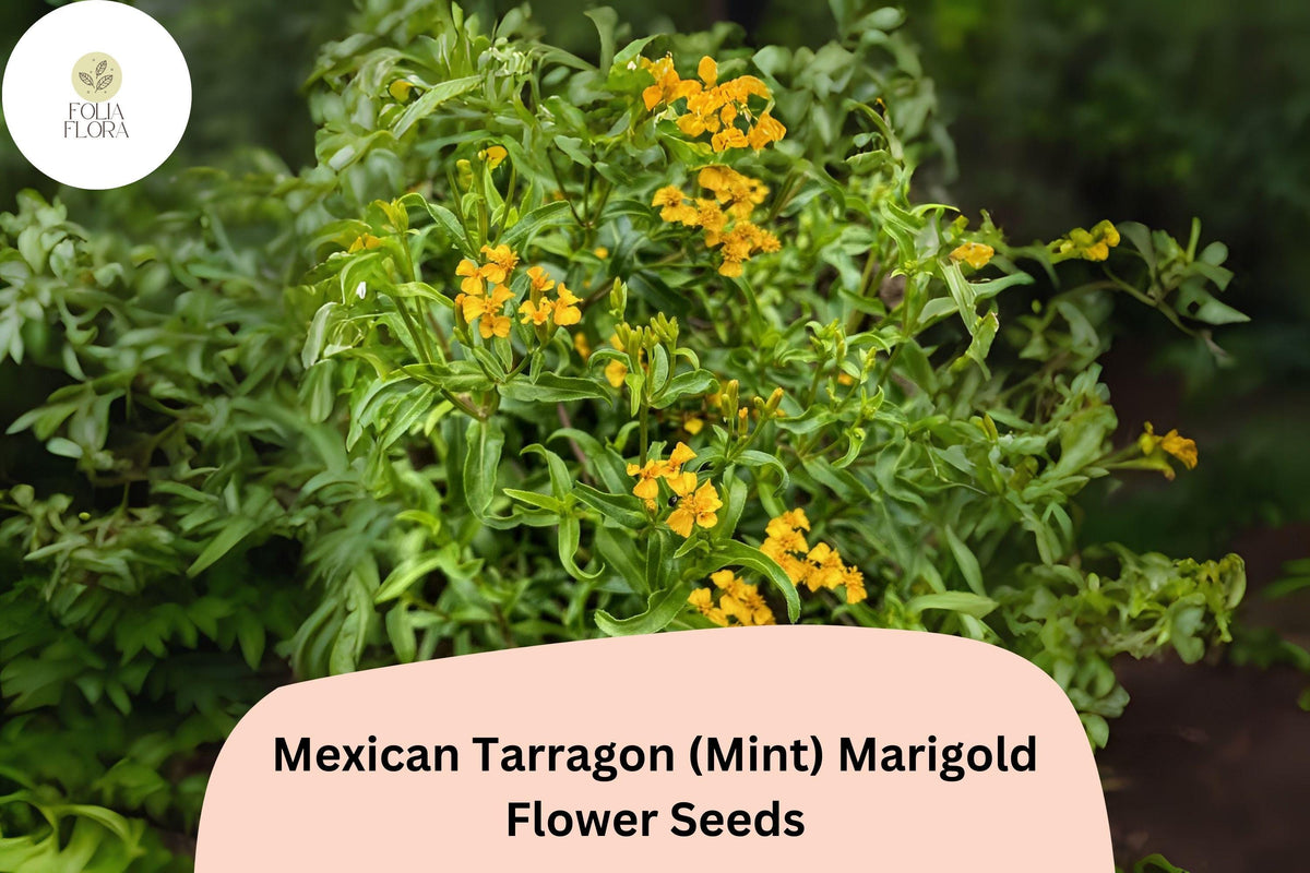 Mexican Tarragon Seeds | Aromatic Herb with Golden Yellow Flowers | Tagetes lucida | Mint Marigold for Herb Gardens & Borders