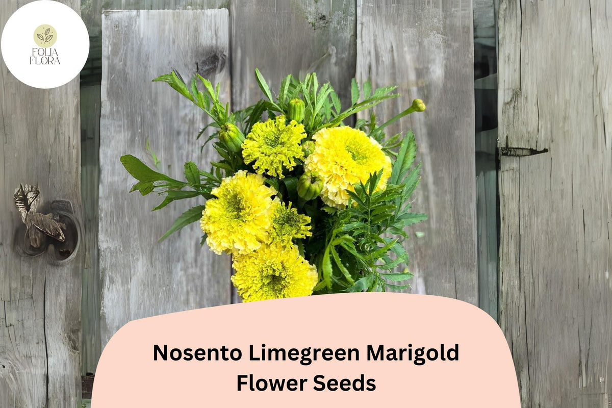 Nosento Limegreen Marigold Seeds | Tagetes erecta | Rare Lime Green Blooms | Unique Annual Flower for Borders & Cut Flowers