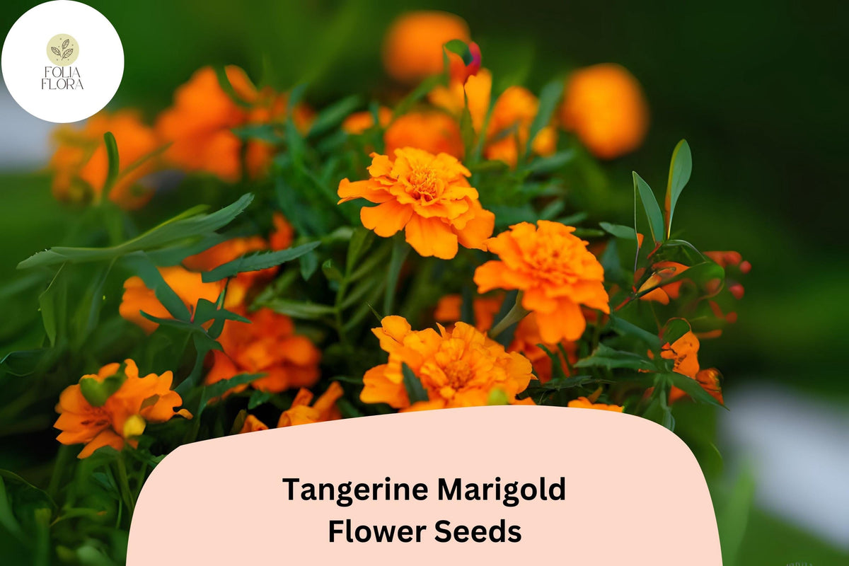 25+ Tangerine Marigold Seeds | Tagetes patula Bright Orange Blooms | Easy Annual Garden Planting | Pollinator-Friendly