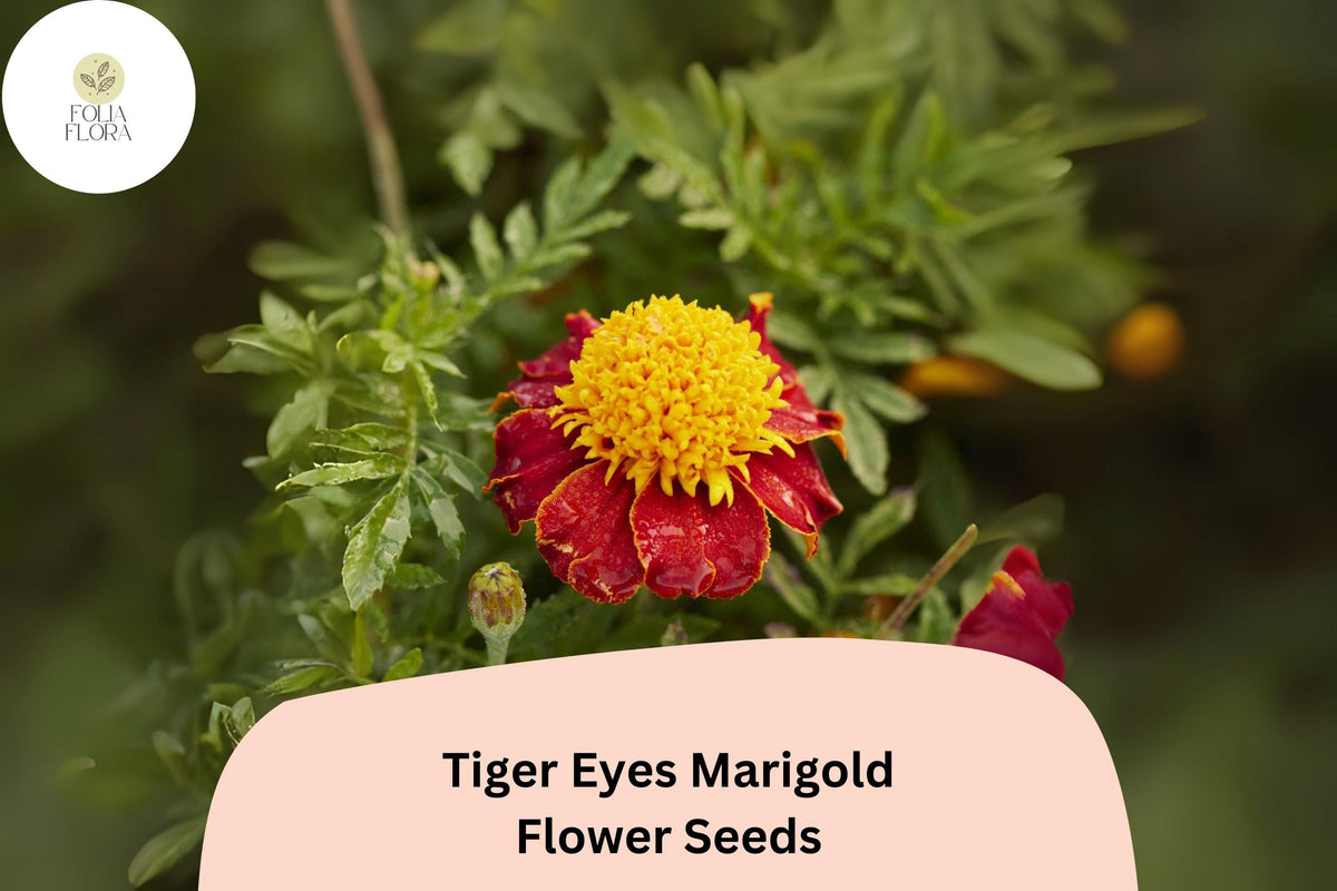 Tiger Eyes Marigold Seeds | French Tagetes patula | Yellow with Red Accents | Bright Annual Flowers for Borders & Containers