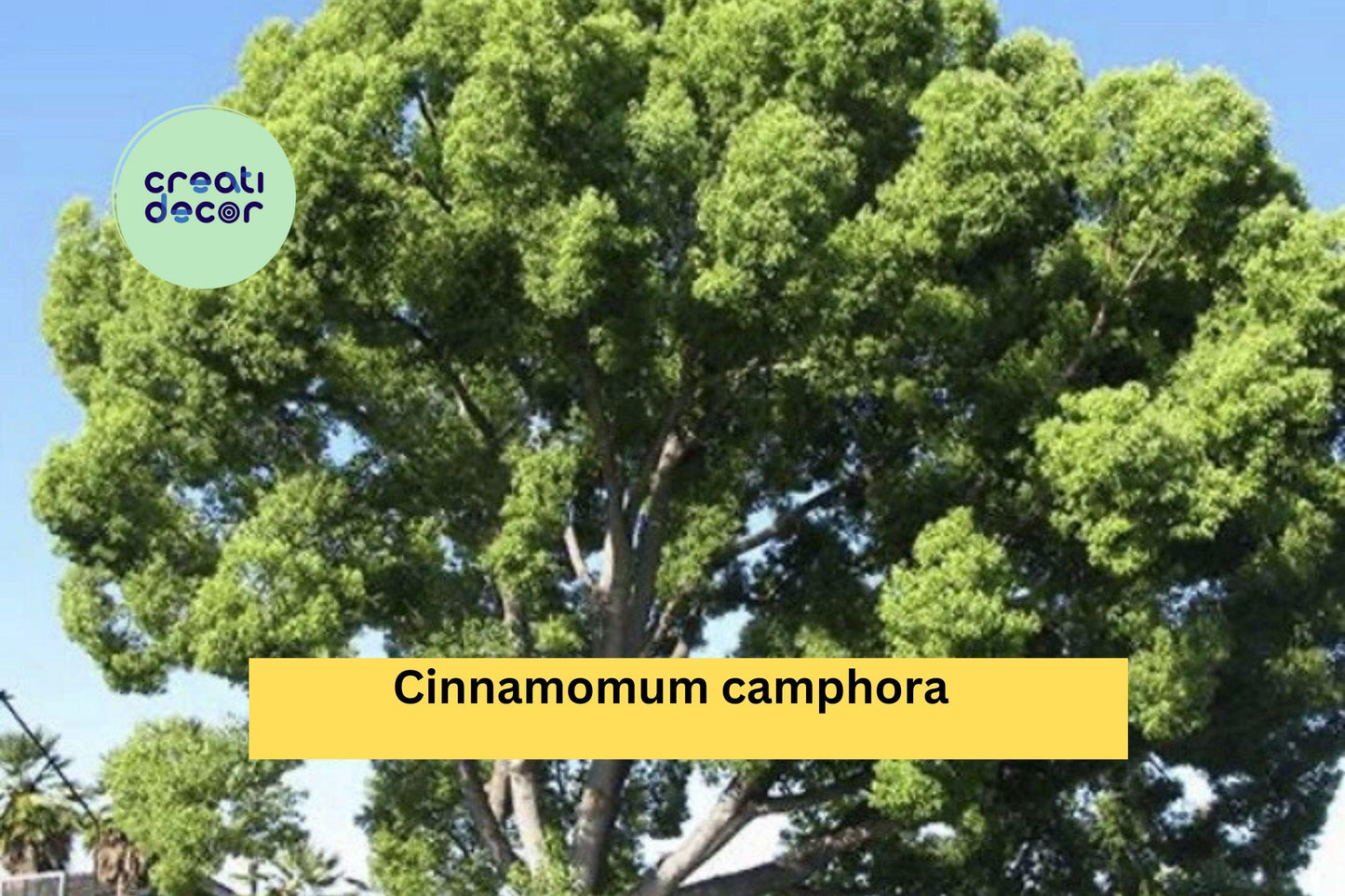 Lot of 2 Camphor Tree Seedlings | Cinnamomum camphora | Evergreen Shade Trees | Bare Root 8–10 Inches