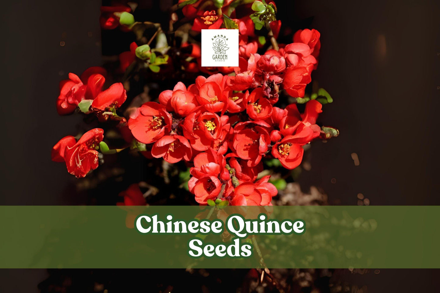 Chinese Quince Seeds – Non-GMO, Ornamental Flowering Fruit Tree, Chaenomeles sinensis, Pink-White Blossoms, Edible Yellow Fruit