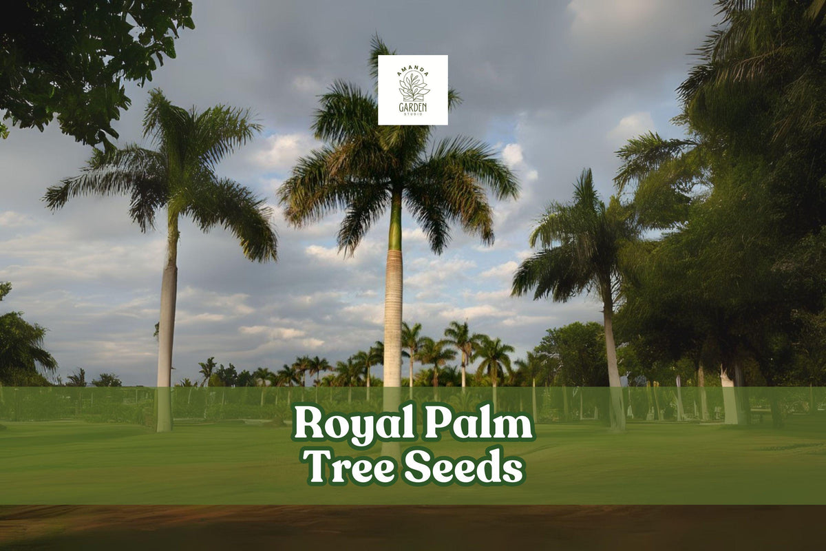 Royal Palm Tree Seeds – Roystonea regia – Tropical Landscaping, Ornamental, Evergreen, Non-GMO, Garden, Patio, Indoor
