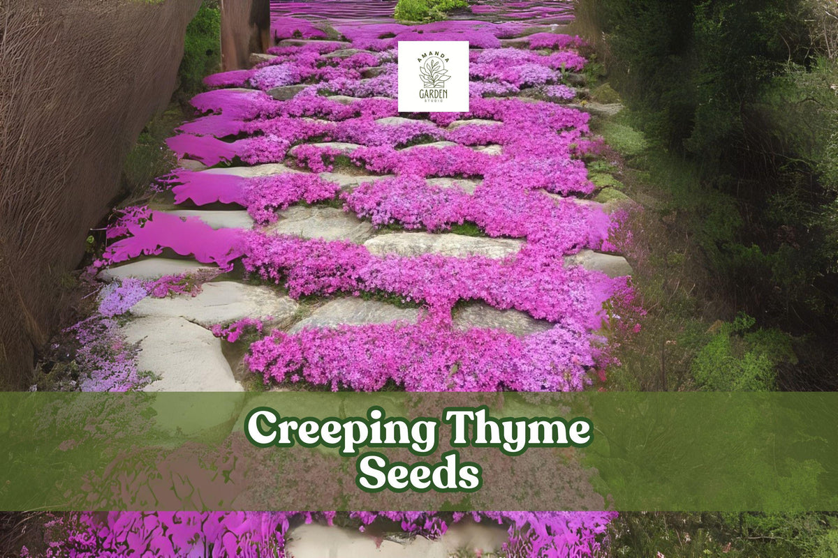 500 Creeping Thyme Seeds – Magic Carpet Ground Cover, Perennial Herb, Drought-Tolerant, Purple-Pink Blooms, Thymus serpyllum