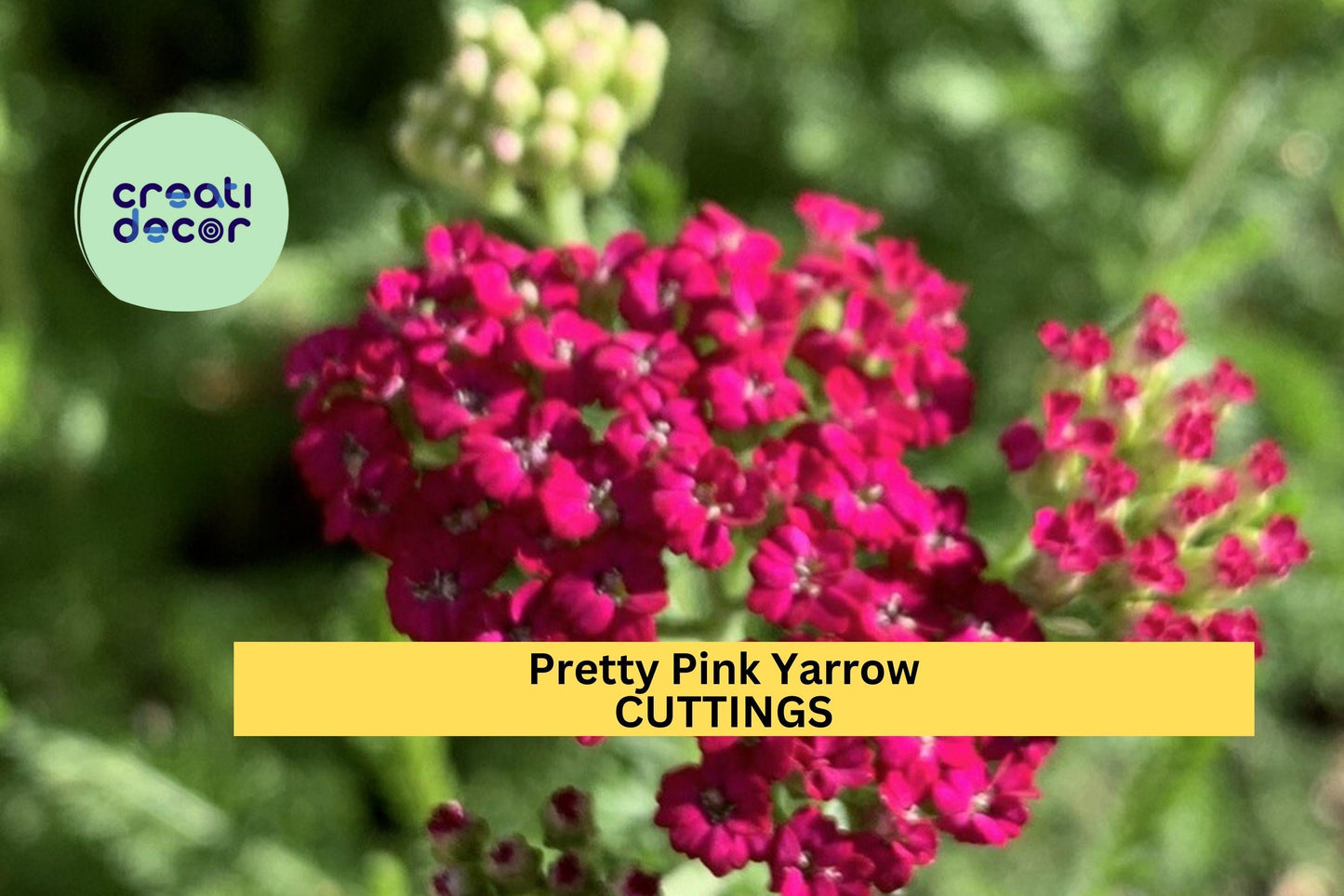Pretty Pink Yarrow Perennial Bare Root Plant – Achillea millefolium, Pink Flowers, Pollinator-Friendly, Garden Borders