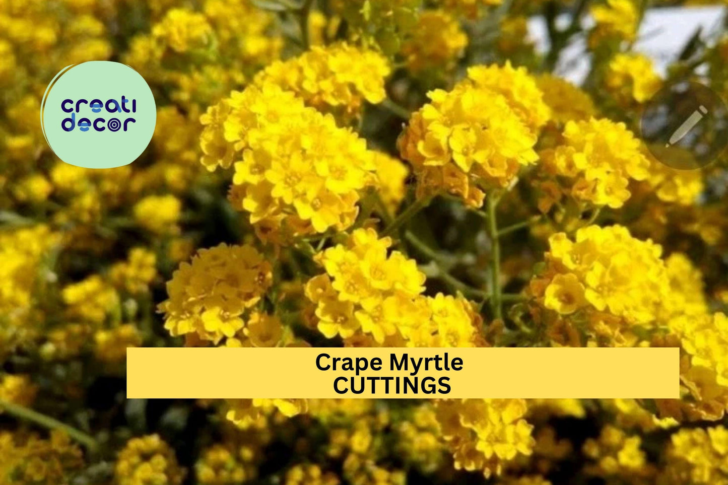 Live Crape Myrtle Cuttings – 7 Stems for Rooting, Lagerstroemia indica, Summer Flowering Shrub or Small Tree, Drought-Tolerant Garden Plant