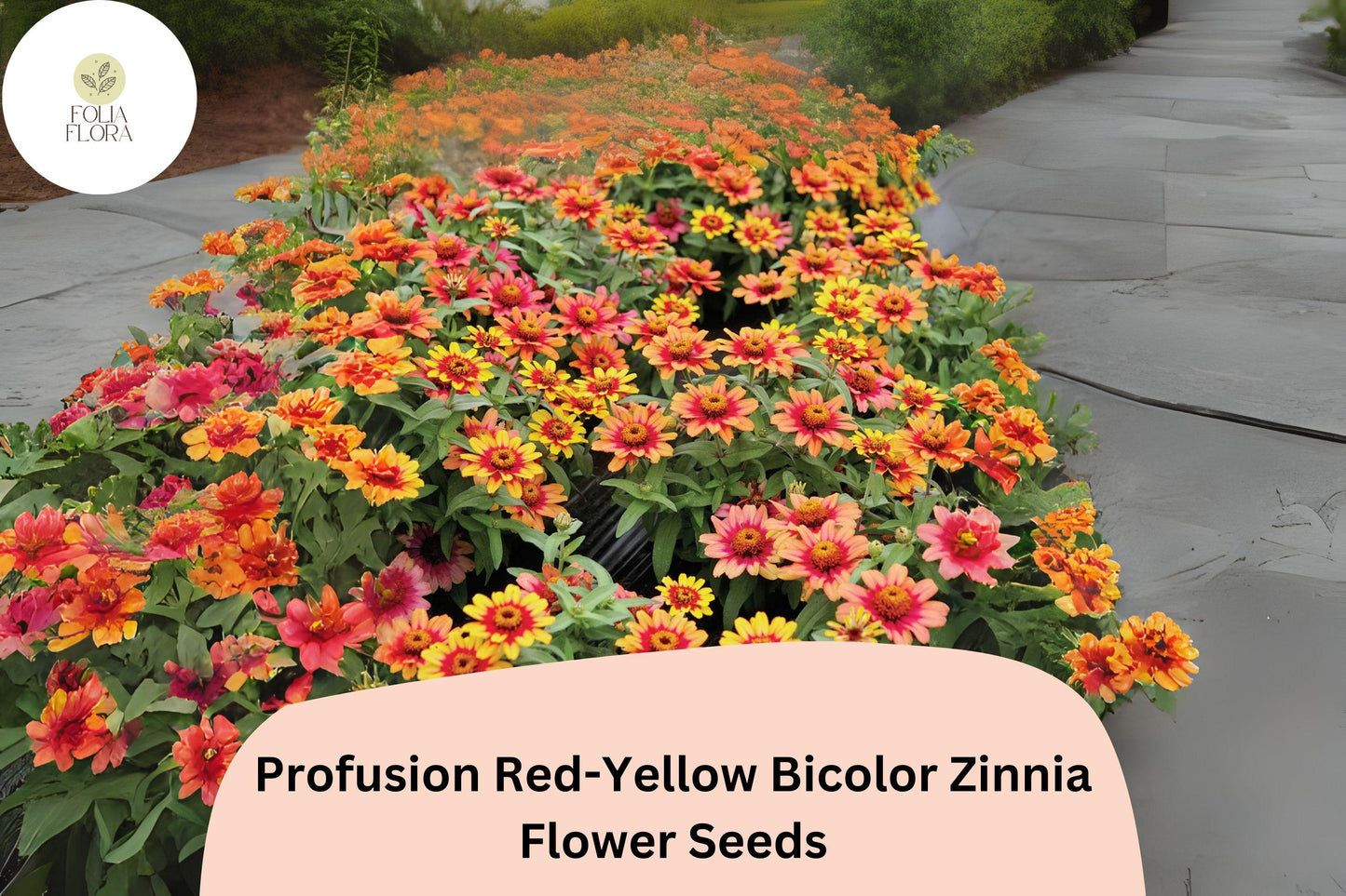 Profusion Red-Yellow Zinnia Seeds | Bicolor Garden Flowers | Zinnia elegans | Bright Red and Yellow Blooms for Borders & Containers