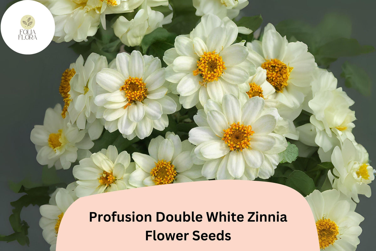 White Zinnia Seeds, Profusion Double White, Cut Flower Variety, Zinnia elegans, Bright White Blooms, Pollinator Attracting, Garden Flowers