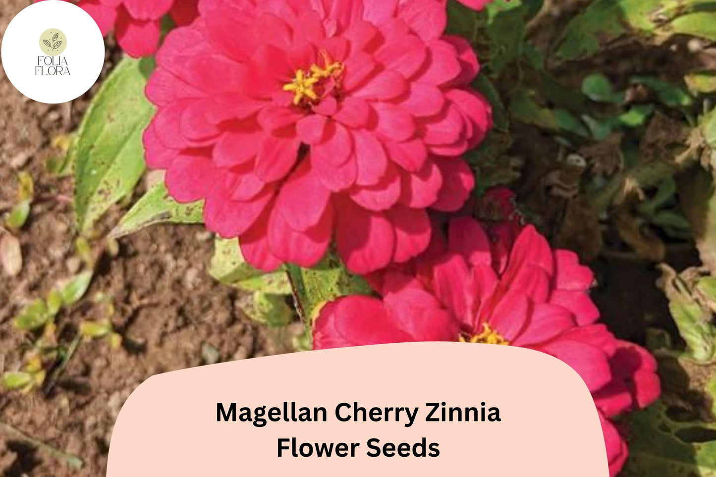 Magellan Cherry Zinnia Seeds – Vibrant Pink Blooms, Cut Flower Variety, Zinnia elegans, Annual for Gardens & Bouquets