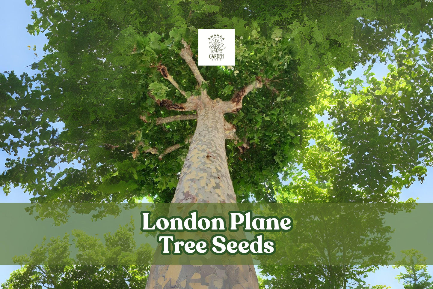 London Plane Tree Seeds – 50 Pack – Platanus acerifolia – Hardy Shade Tree with Mottled Bark and Large Leaves