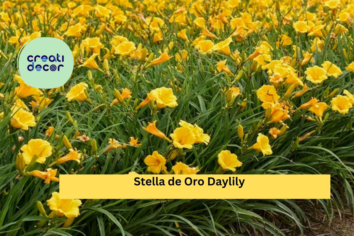 Set of 5 Live Rooted Stella de Oro Daylily Plants | Re-Blooming Hardy Perennial with Golden Yellow Flowers | Hemerocallis ‘Stella de Oro’