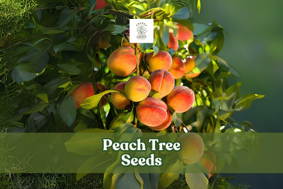Peach Tree Seeds – Prunus persica – Fruit Bearing or Bonsai Plant Pack of 2