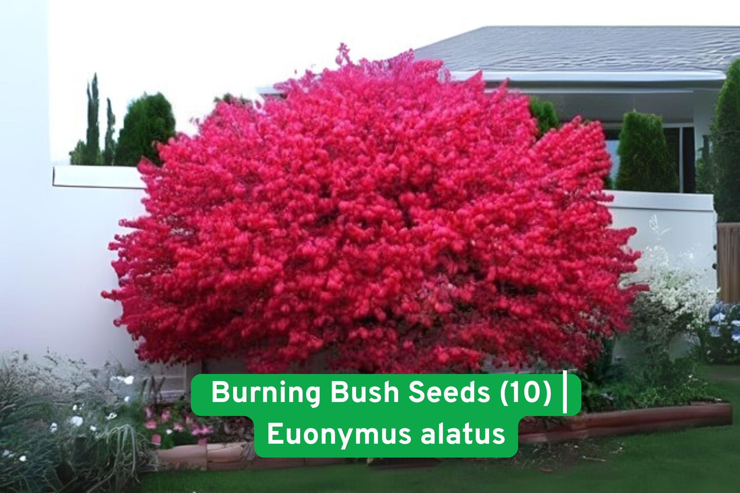 Burning Bush Seeds Euonymus alatus - Ornamental Shrub for Fall Foliage, Landscaping & Hedges - 10 Seeds