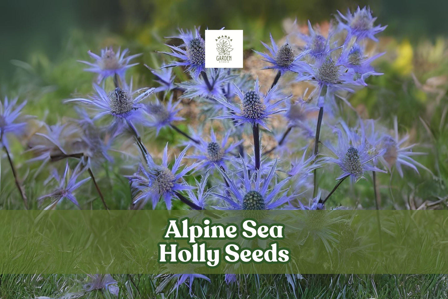 Alpine Sea Holly Seeds - Eryngium alpinum - Exotic Perennial with Blue Spiky Blooms for Pollinator Gardens