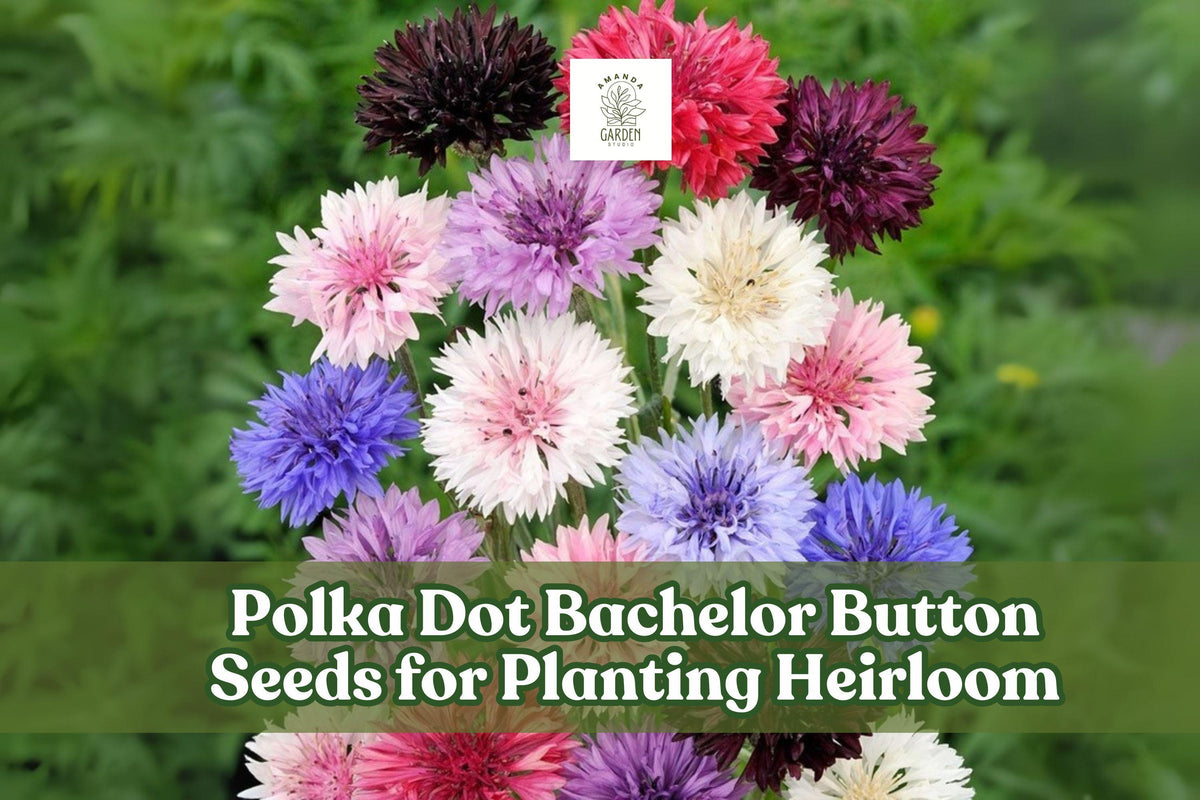 500 Polka Dot Bachelor Button Seeds | Heirloom Cornflower Mix | Vibrant Blue, Pink, White, Purple Annual Flowers for Borders, Containers & Cut Flowers