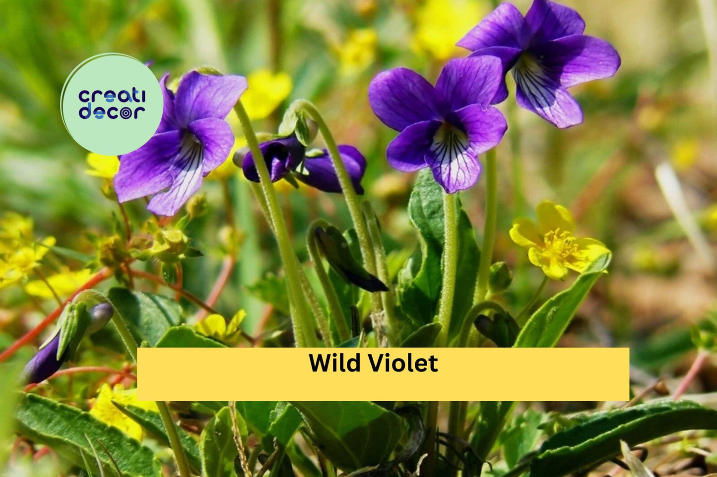Wild Violet Live Plants | 20+ Rooted Viola spp. Perennial Groundcover with Purple Spring Flowers