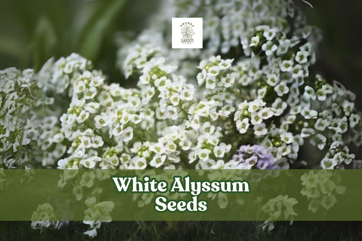 White Alyssum Seeds – Lobularia maritima, Fragrant Carpet of Snow Ground Cover, Pollinator-Friendly, Easy to Grow, 500 Seeds