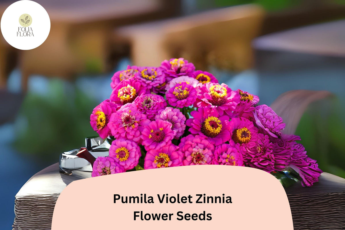 Pumila Violet Zinnia Seeds – Compact Purple Blooms for Summer Gardens, Zinnia elegans, Annual Flower, Pollinator & Cut Flower Plant