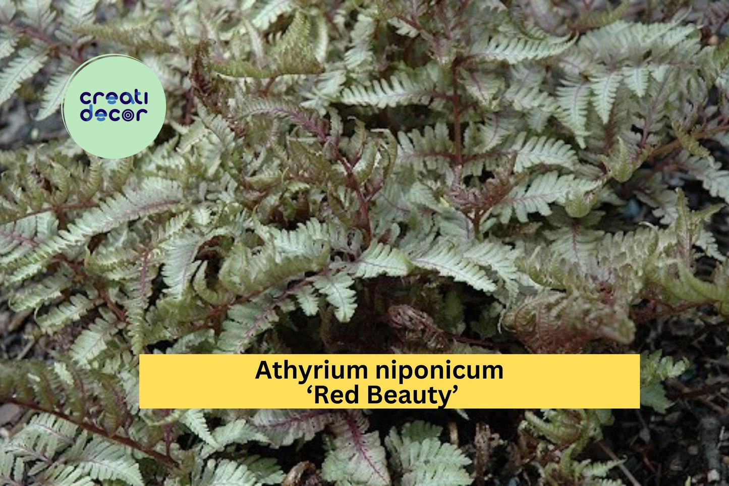 Japanese Painted Fern ‘Red Beauty’ | Athyrium niponicum Live Rooted Plant | Hardy Shade Perennial for Borders & Woodland Gardens