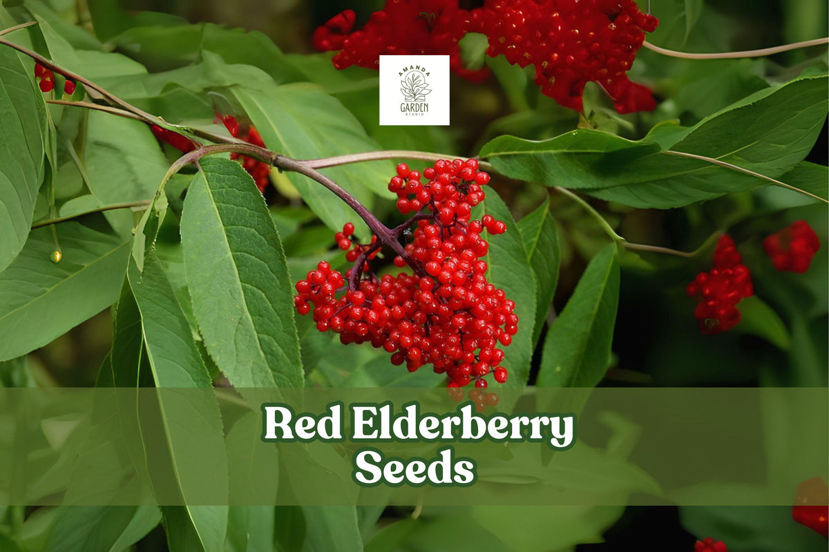 Red Elderberry Seeds - Ornamental Shrub, Wildlife Garden, Sambucus racemosa, 50 Seeds