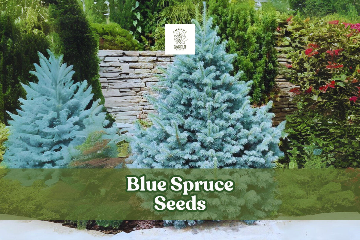 Colorado Blue Spruce Seeds - Ornamental Evergreen Tree, Blue-Green Needles, Picea pungens glauca, Hardy Zones 2-7