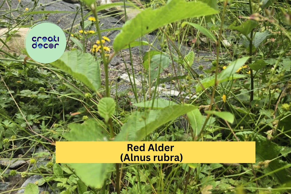 Red Alder Trees Set of 2 Live Bare Root Seedlings 6-12" Alnus rubra Native Oregon Alder for Reforestation & Landscaping