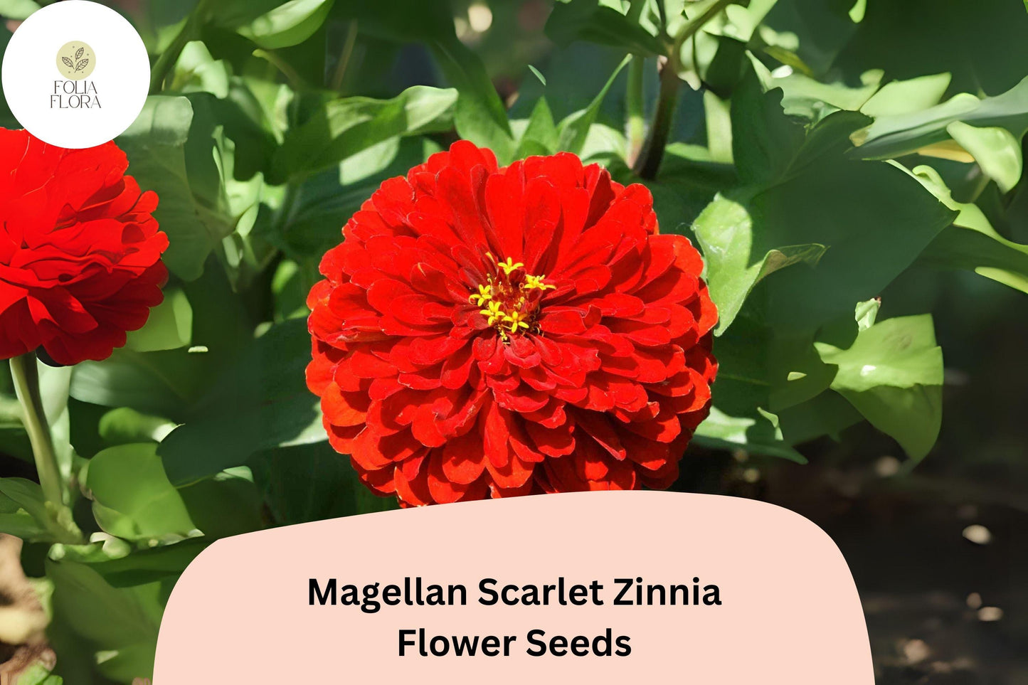 Magellan Scarlet Zinnia Seeds | Bright Red Annual Flowers for Cutting Gardens | Zinnia elegans