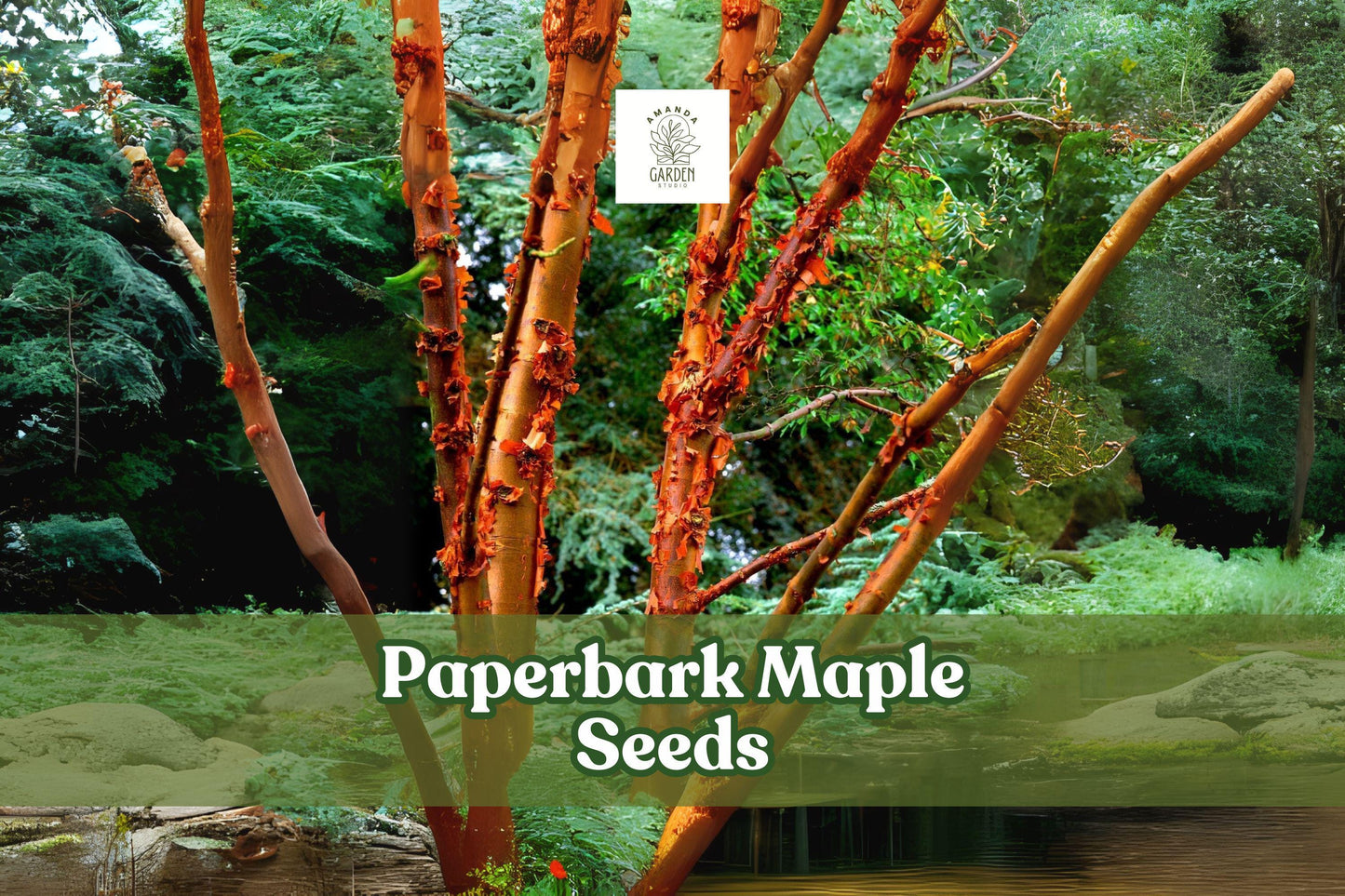 Paperbark Maple Seeds Acer griseum Cinnamon Bark Tree for Zones 5-8, Small Deciduous Tree, Fall Foliage, Ornamental Gardening