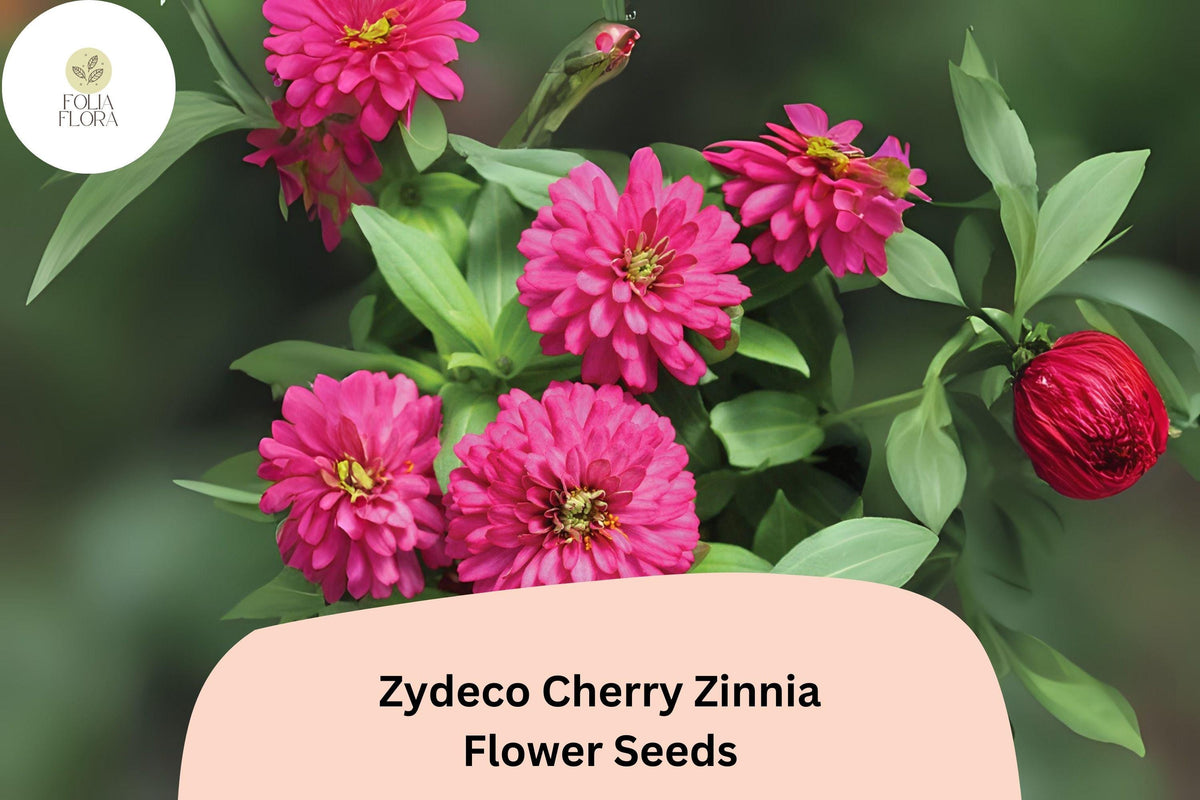 Zinnia Seeds Zydeco Cherry Red Heirloom Non-GMO Annual Flowers for Garden, Cut Flowers & Pollinator Gardens