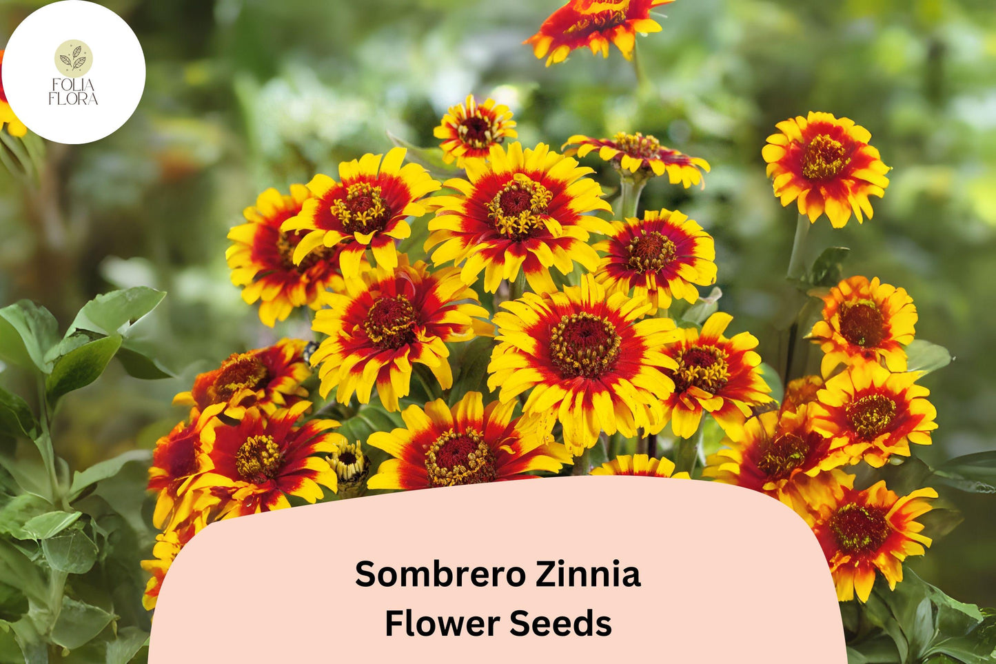 Sombrero Zinnia Seeds – Heirloom Non-GMO Annual Flowers in Vibrant Mixed Colors, Zinnia elegans