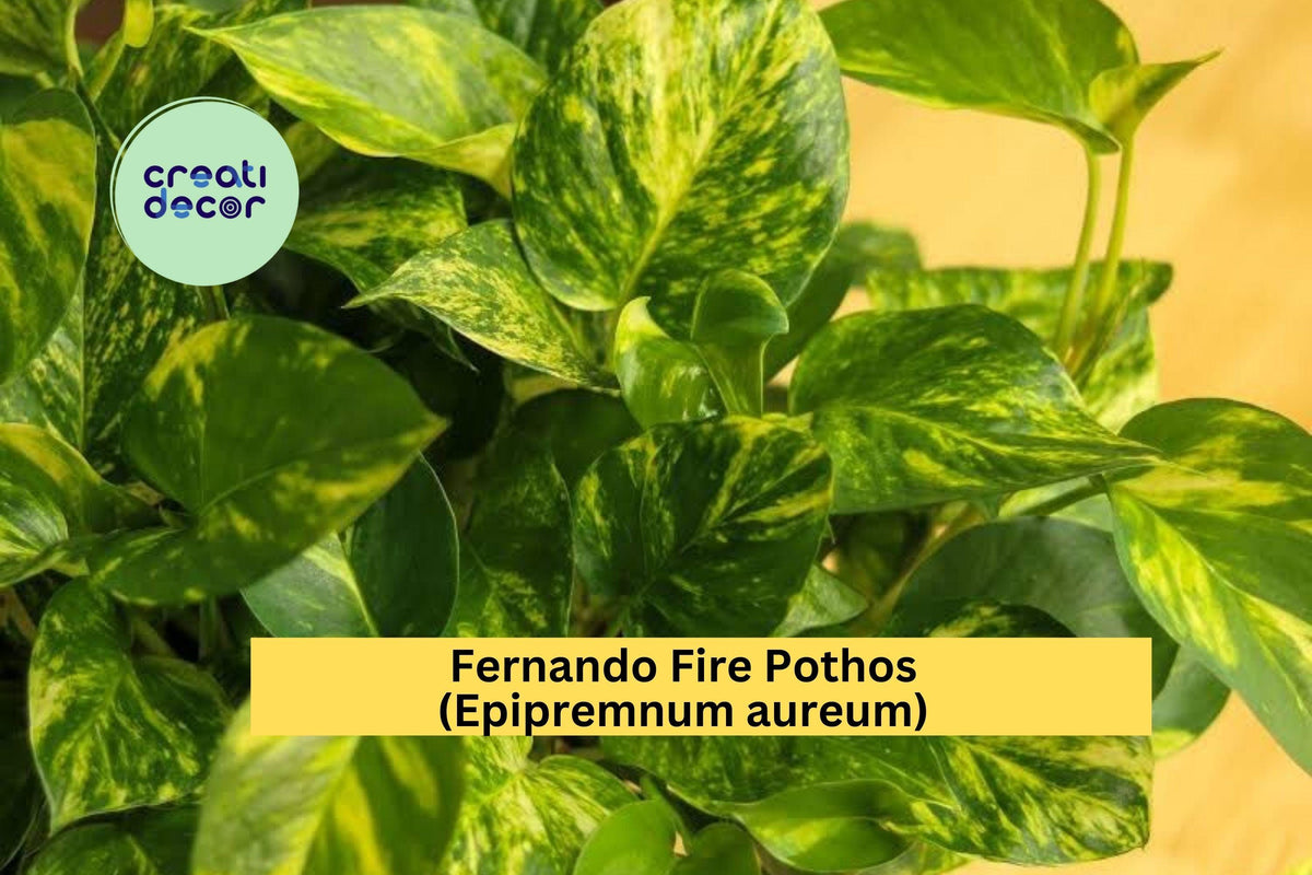 Fernando Fire Pothos Cuttings | Variegated Epipremnum Aureum Houseplant Propagation | 3 Unrooted Trailing Vines