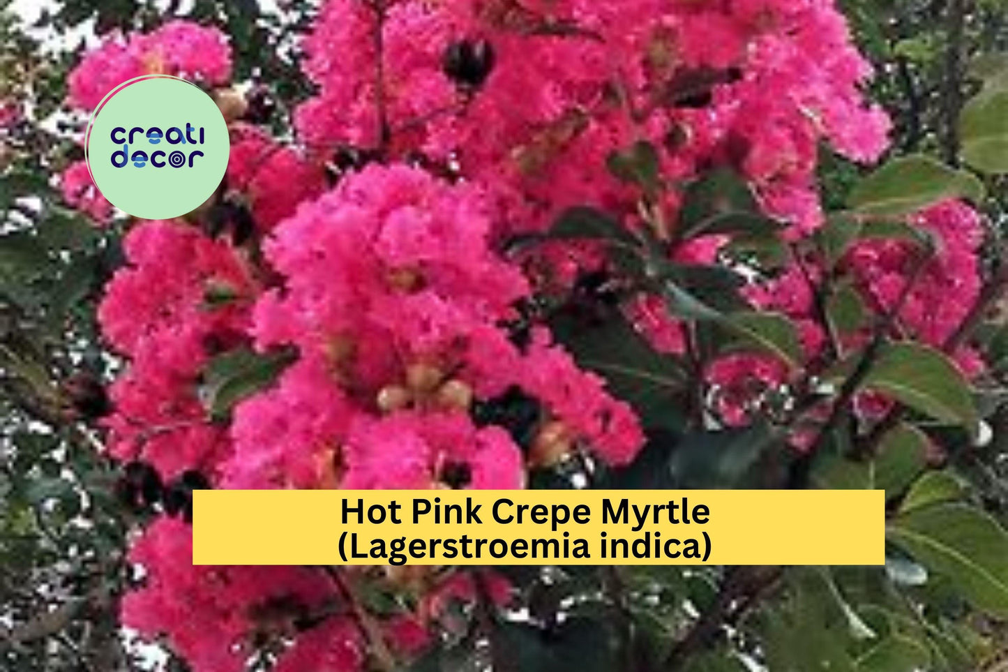Hot Pink Crepe Myrtle Tree or Shrub | Lagerstroemia indica Live Flowering Plants | 2 Rooted Cuttings for Garden, Landscape, Privacy