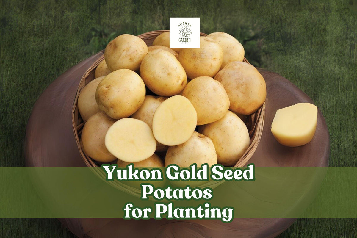 Yukon Gold Seed Potatoes – Early Harvest, High Yield, Versatile Solanum tuberosum, Home Garden, Organic Planting Tubers
