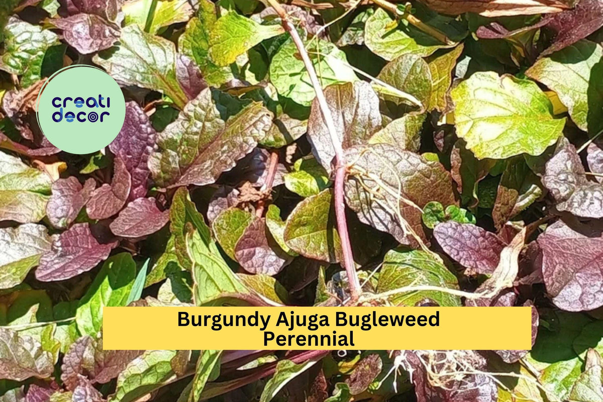 Burgundy Ajuga Reptans Ground Cover Plants – Live Bare Root Perennials with Purple Blooms