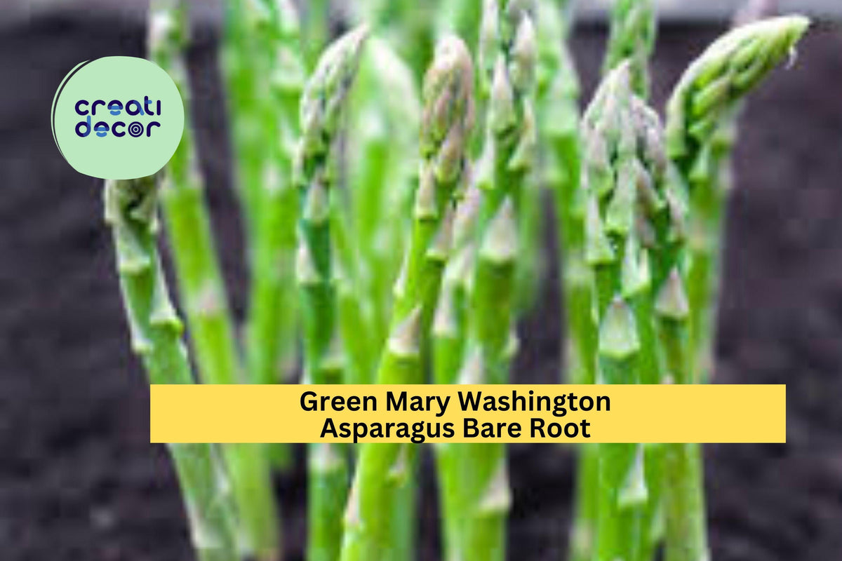 Mary Washington Asparagus Crowns – 2-Year-Old Bare Root Perennial Plants, Heirloom Green Asparagus, Live Nursery Quality Roots