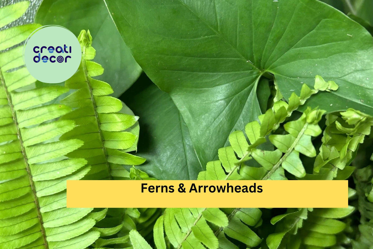 10 Rooted Fern and Arrowhead Plant Cuttings – Live Houseplants, Syngonium & Ferns for Indoor & Garden Decor