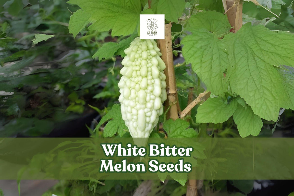 White Bitter Melon Seeds – Rare Tropical Climbing Vegetable Vine, Momordica charantia, White Gourds for Garden, Trellis & Vertical Gardening
