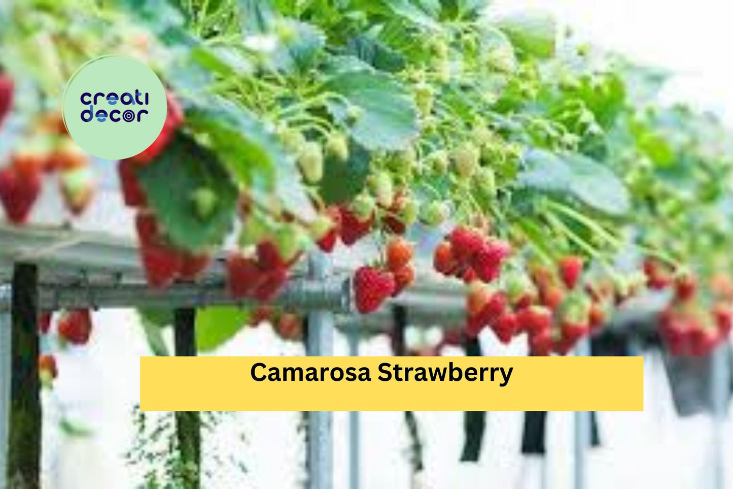 Camarosa June-Bearing Strawberry Plants Set of 10 | NON-GMO Fragaria × ananassa for Home Garden & Fruit Harvest