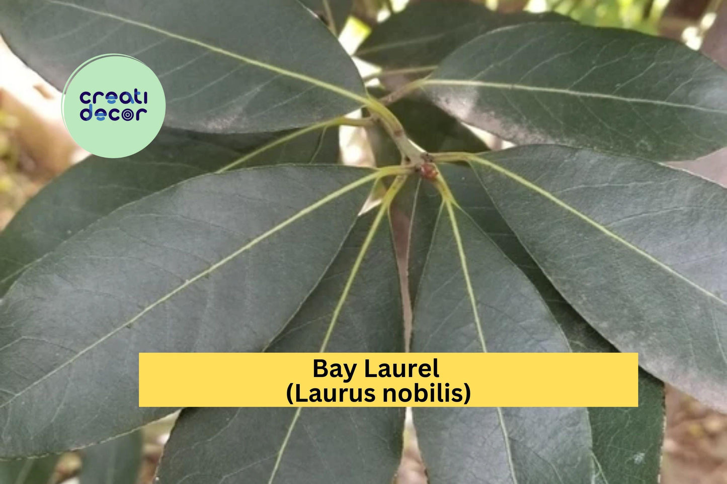 Bay Laurel Tree Cuttings - 5 Live Stem Propagation Clippings - Laurus nobilis Culinary Herb for Indoor Pots & Garden