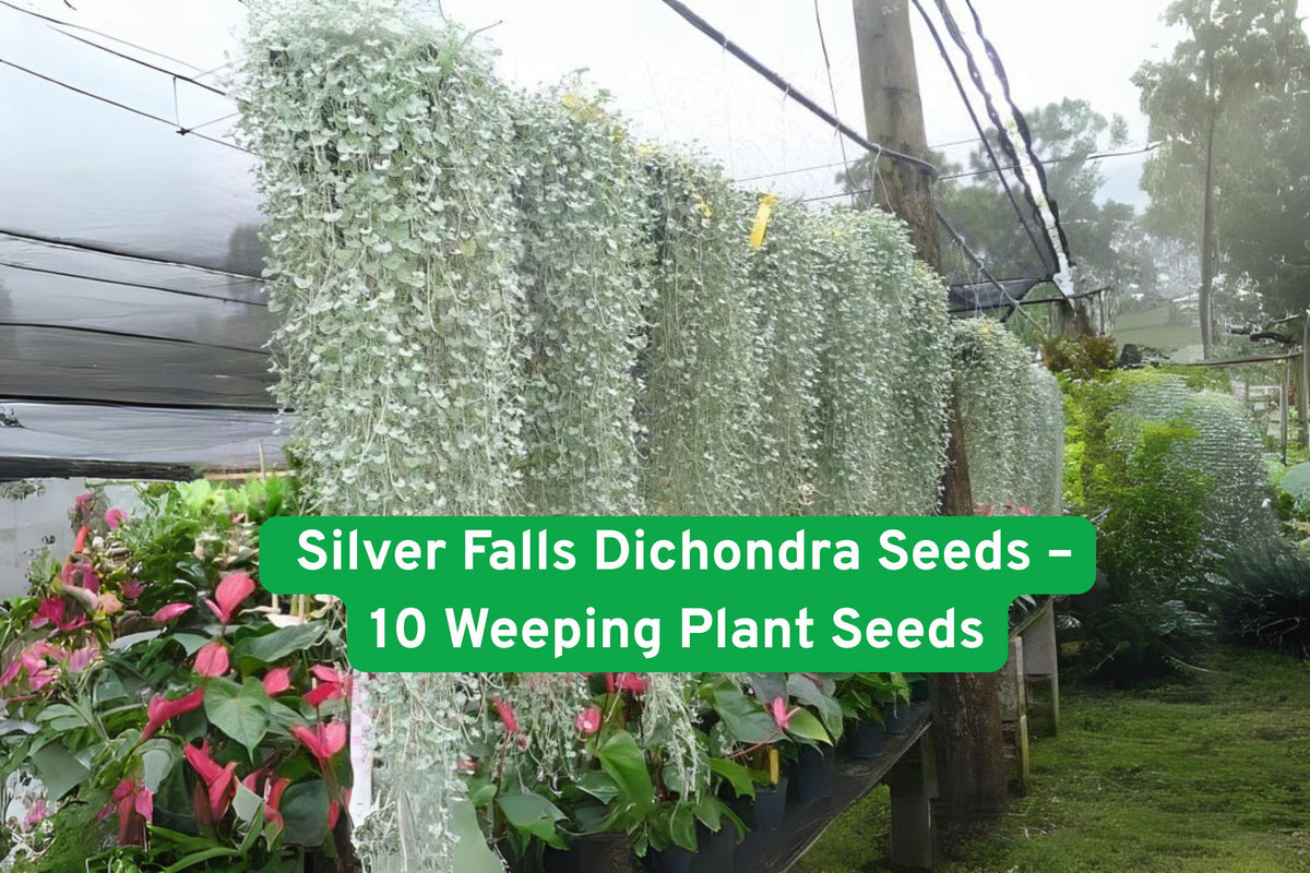 Silver Falls Dichondra Seeds – Weeping Ground Cover with Silver-Gray Foliage, Drought-Tolerant Perennial, for Hanging Baskets & Containers