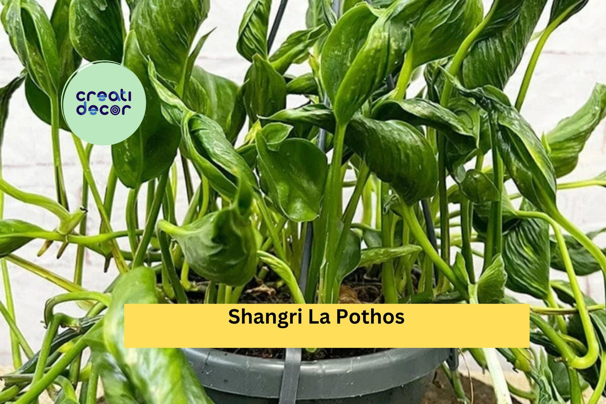 Shangri La Pothos Unrooted Cuttings – Epipremnum aureum Rare Twisted Green Houseplant Starter for Indoor Pots & Hanging Baskets